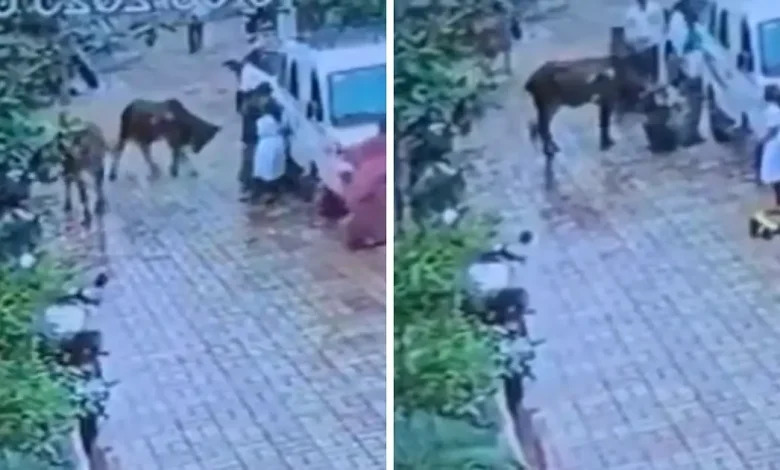 રસ્તા પર રખડતા ઢોરની સમસ્યા દર્શાવતો ફોટો.