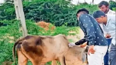 Lumpi cases in Kutch triggers panic