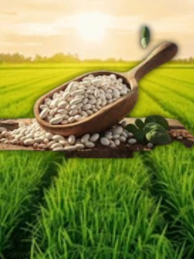 આ દૂધ જેવા સફેદ વાલ વજન ઘટાડે છે