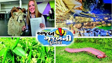 અજબ ગજબની દુનિયા!