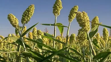 રાજ્યમાં જુવારનું વાવેતર ઘટ્યું