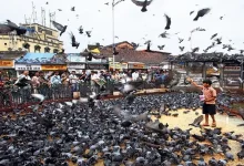 મુંબઈના દાદર કબૂતરખાનામાં તાડપત્રી હટાવતા લોકો અને પોલીસ વચ્ચે ઘર્ષણ.