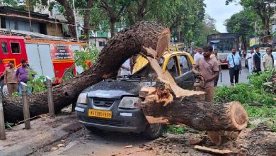 Tree Falls on Taxi in Mahim, Driver Injured