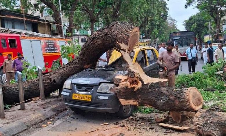 Tree Falls on Taxi in Mahim, Driver Injured