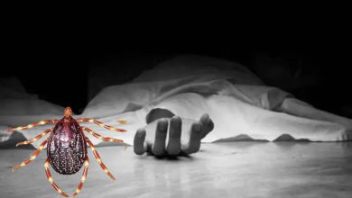 Cattle farmer dies of Congo fever in Dholka, Ahmedabad: Health system on alert, surveillance started