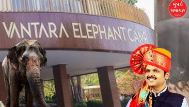 Vanatara to Back Maharashtra's Bid to Bring Back Elephant