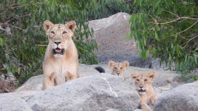 World Lion Day 2025: Now add this place in Saurashtra to your travel list for Asiatic lions