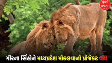 Gujarat's lions will remain in Gir: Madhya Pradesh's 'Kuno Lion Park' project cancelled