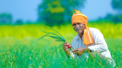 Kharif sowing gains momentum in Gujarat: Sowing completed in more than 82 percent area