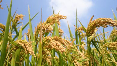 Kharif crops sown in more than 81 lakh hectares in Gujarat, groundnuts being the highest