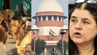Maneka Gandhi expressed surprise over the Supreme Court's verdict: Where will you keep three lakh dogs?