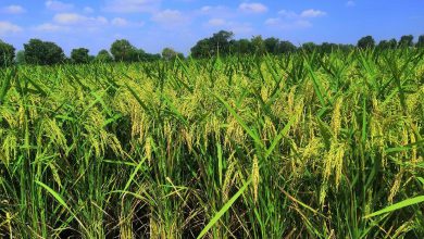 Gujarat farmers benefit unprecedented increase seed production and sales in two years