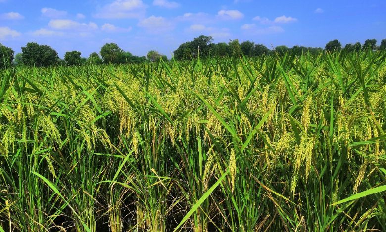 Gujarat farmers benefit unprecedented increase seed production and sales in two years