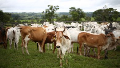 Modi government cow be declared the national animal