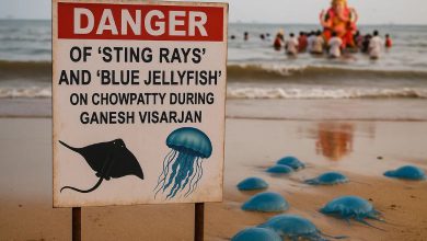 Mumbai Beaches Infested with Stingrays and Jellyfish During Ganeshotsav