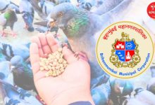 HC Orders FIR Against Bird Feeding, Govt Allows Limited Feeding