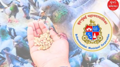 HC Orders FIR Against Bird Feeding, Govt Allows Limited Feeding
