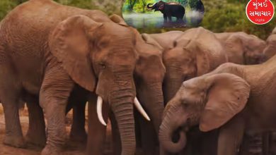 Which country has the largest population of elephants? Find out where India ranks in this list?