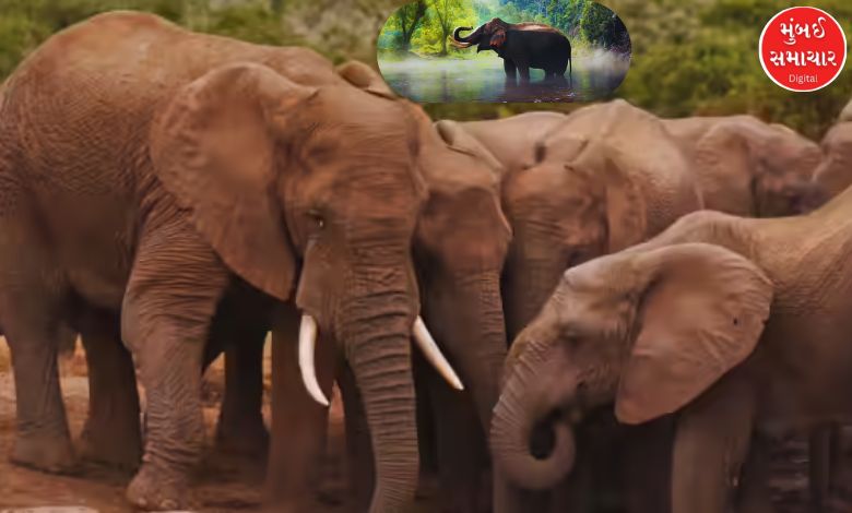 Which country has the largest population of elephants? Find out where India ranks in this list?
