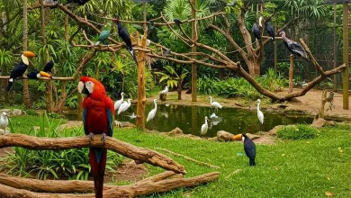 પાર્કમાં વિવિધ રંગના પક્ષીઓ, લીલાછમ વૃક્ષો અને જળાશય જેવું કુદરતી વાતાવરણ દર્શાવતું દૃશ્ય.