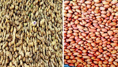 Peanut season is in full swing...