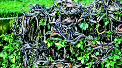 Hey... Really?!: Humans are not allowed on an island full of venomous snakes!