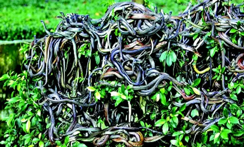 Hey... Really?!: Humans are not allowed on an island full of venomous snakes!