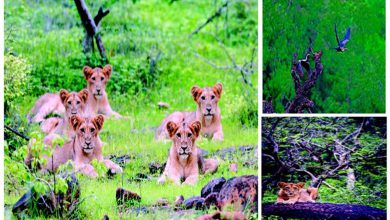 Travel Plus: Barda Wildlife Sanctuary: The roar of the wild echoes!