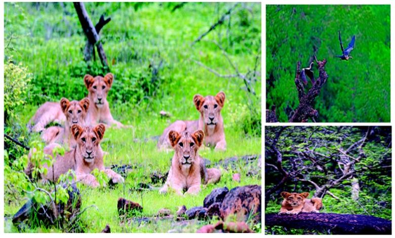 Travel Plus: Barda Wildlife Sanctuary: The roar of the wild echoes!