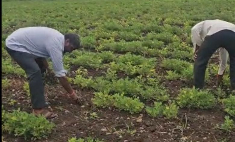 Farmers in Una are destroying their own standing crops, you will be shocked to know the reason