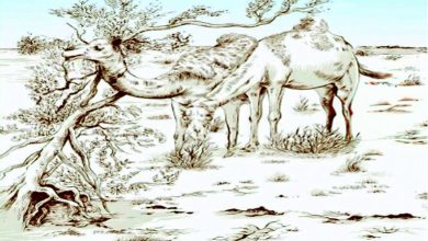 Valo Kutch: Whether it's a climb or not: A way of life tied to the land of Kutch...