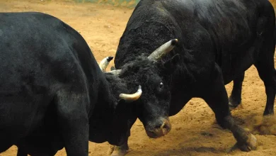 viral video of bull fight
