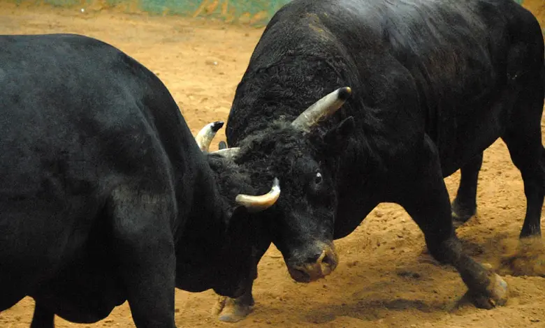 viral video of bull fight