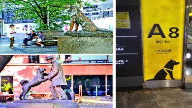 અરાઉન્ડ ધ વર્લ્ડ: હાચિકો સ્ટેચ્યૂ - જાપાનના જ નહીં, દુનિયાના સૌથી લોકપ્રિય કૂતરા પાસે...