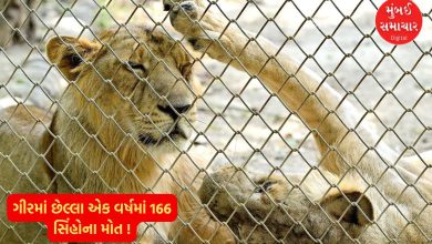 166 lions die in Gir in the last one year! But what is the reason? Government's acceptance in the assembly