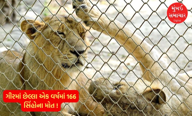 166 lions die in Gir in the last one year! But what is the reason? Government's acceptance in the assembly