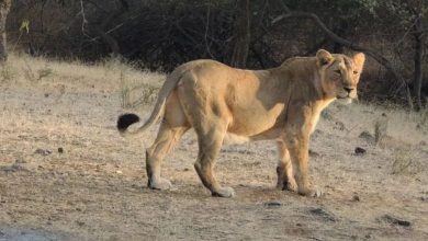 અમરેલીના સાવરકુંડલામાં નાના ઈશ્વરીયા ગામના બે યુવાનો પર સિંહણે હુમલો કર્યો