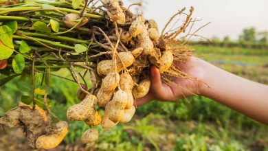 રાજકોટમાં ભાજપ નેતા અને મહિલા અધિકારી વચ્ચે ઉગ્ર બોલાચાલીનો ઓડિયો વાયરલ થયો