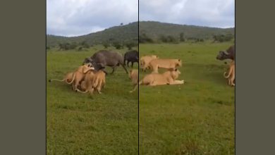 મિત્ર એવો શોધવો જે ઢાલ સરીખો હોય...: બે-ત્રણ ભેંસોએ મળીને સિંહના ટોળાને ભગાડ્યુંઃ જૂઓ વીડિયો