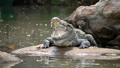 Compensation for crocodile attacks