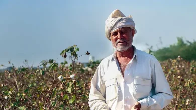 Cotton cultivation