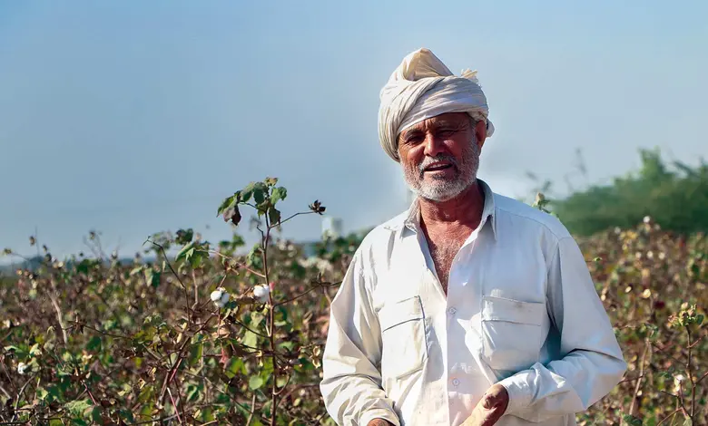 Cotton cultivation