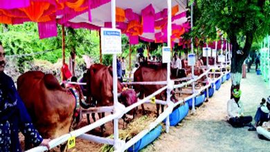 Beyond the picture: Cow competition attracts attention at Tarnetar Mela!