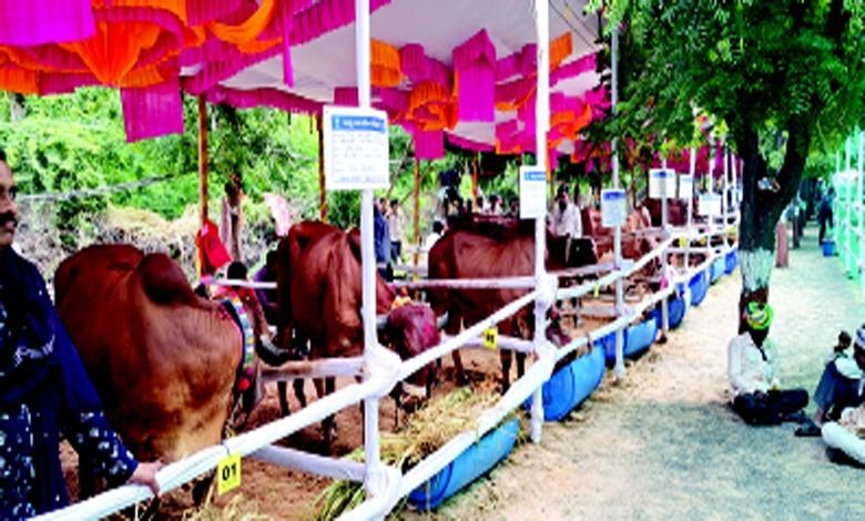 Beyond the picture: Cow competition attracts attention at Tarnetar Mela!