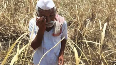 Crop damage in Maharashtra