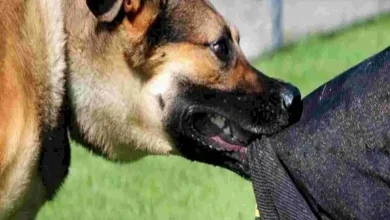 Dog terror in Bhavnagar