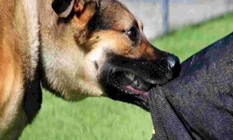 Dog terror in Bhavnagar