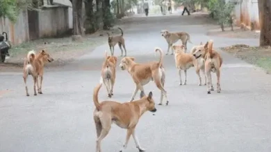 Dog terror in Kalyan-Dombivli