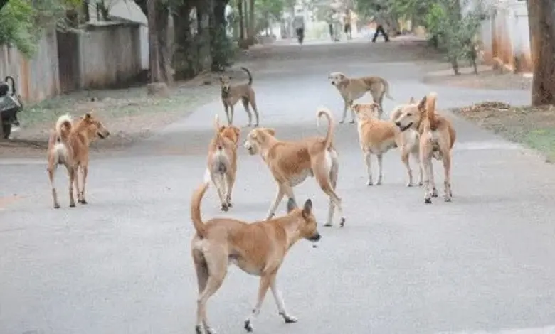 Dog terror in Kalyan-Dombivli