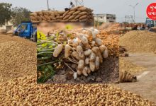 Kharif groundnut production in Gujarat estimated at 46.07 lakh tonnes